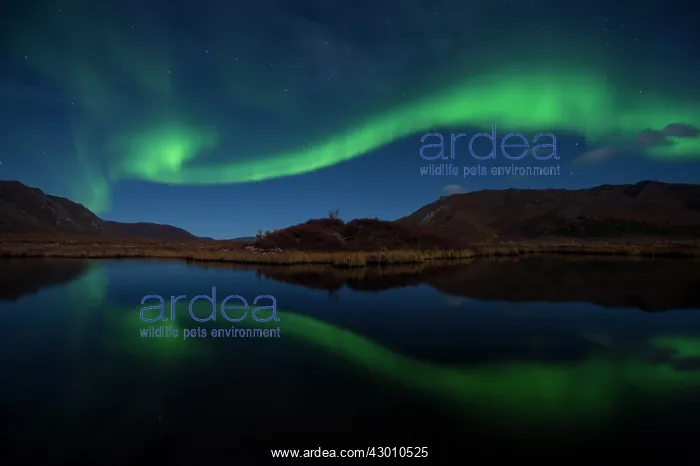 : Northern Lights reflected in lake at night Yukon, Canada : Northern Lights reflected in lake at night Yukon, Canada
