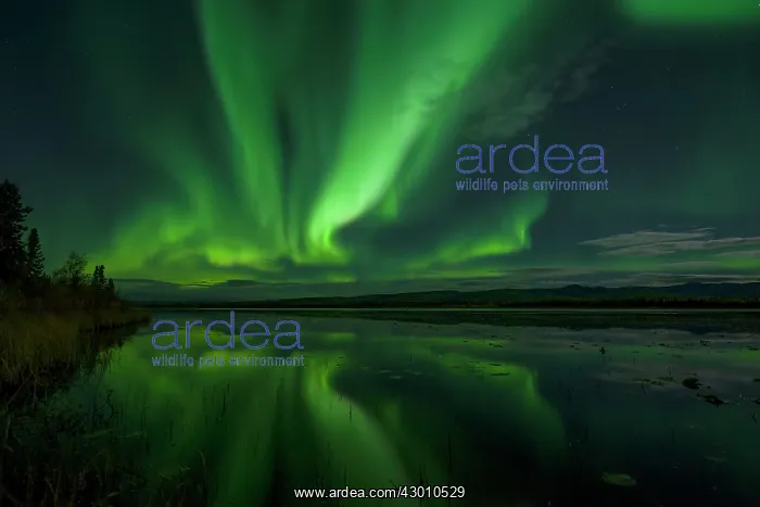 : Northern Lights reflected in lake at night Yukon, Canada : Northern Lights reflected in lake at night Yukon, Canada