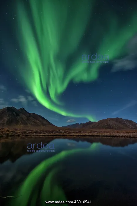 : Northern Lights reflected in lake at night Yukon, Canada : Northern Lights reflected in lake at night Yukon, Canada