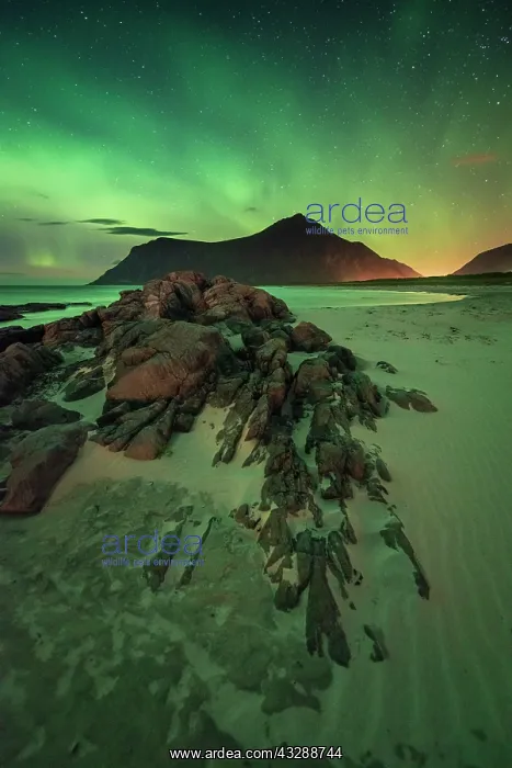 : Northern lights over rocky sand beach, Leknes, Nordland : Northern lights over rocky sand beach, Leknes, Nordland
