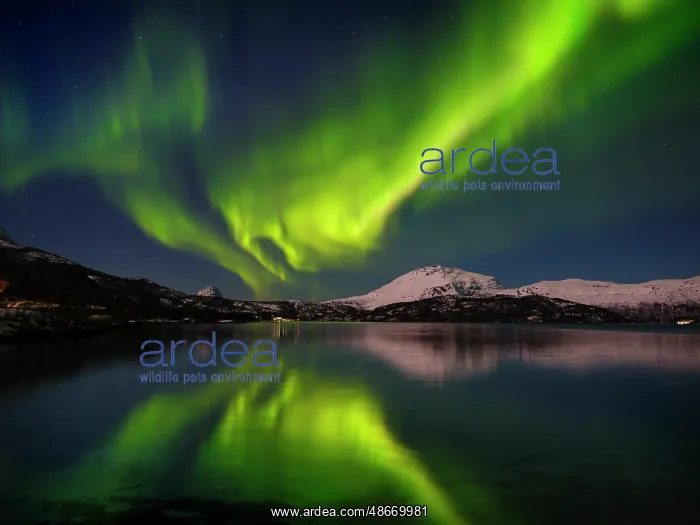 : Northern lights over the Salangen Fjord near Sjovegan in : Northern lights over the Salangen Fjord near Sjovegan in