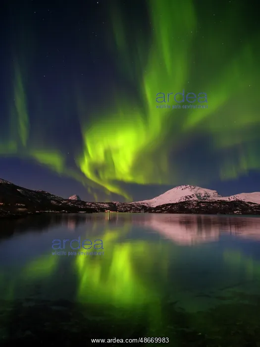 : Northern lights over the Salangen Fjord near Sjovegan in : Northern lights over the Salangen Fjord near Sjovegan in