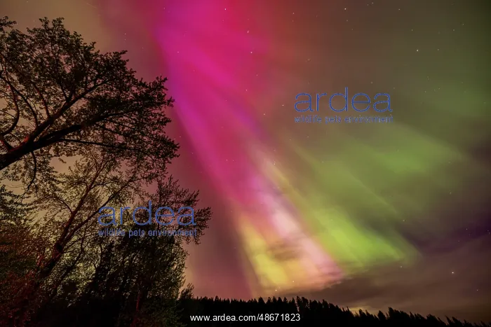 : The Northern Lights shine bright in Whitefish, Montana, USA : The Northern Lights shine bright in Whitefish, Montana, USA