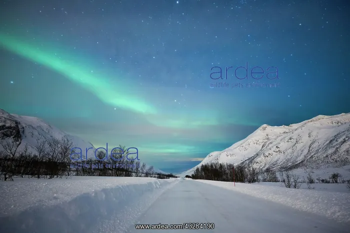  : Northern lights at the snow-covered Kattfjordpass