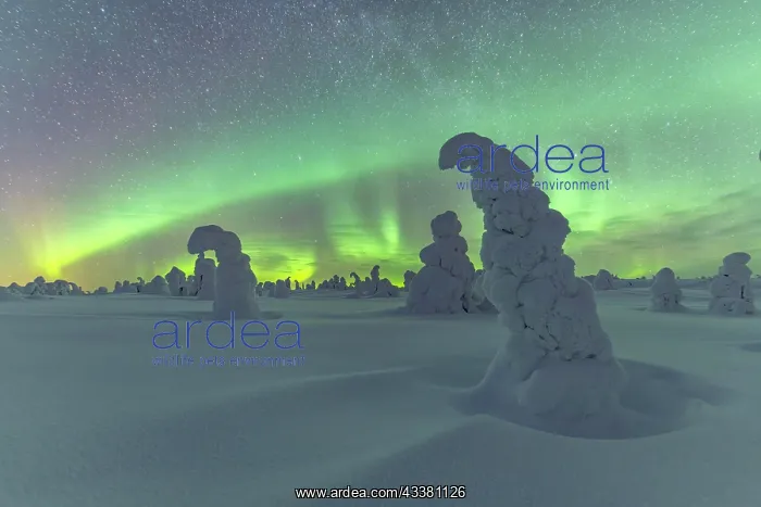 : Northern Lights over Snowed-in Trees, Winter Lan : Northern Lights over Snowed-in Trees, Winter Lan