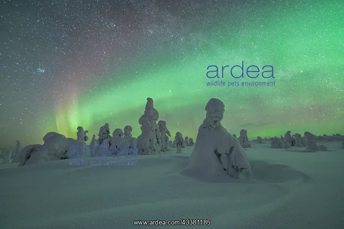 : Northern Lights over Snowed-in Trees, Winter Lan : Northern Lights over Snowed-in Trees, Winter Lan