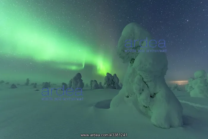 : Northern Lights over Snowed-in Trees, Winter Lan : Northern Lights over Snowed-in Trees, Winter Lan