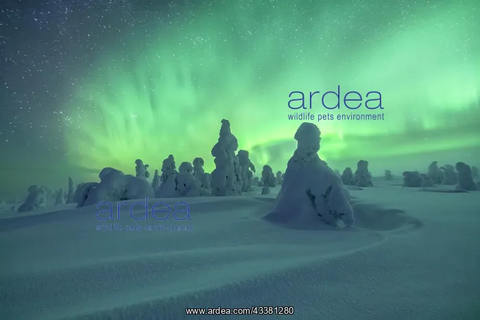 : Northern Lights over Snowed-in Trees, Winter Lan : Northern Lights over Snowed-in Trees, Winter Lan