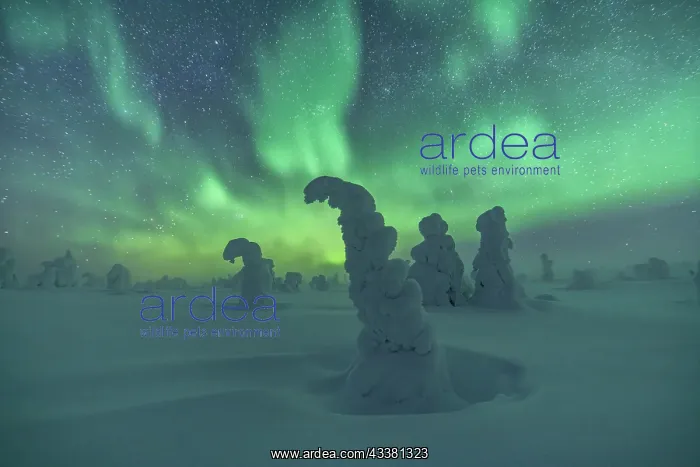 : Northern Lights over Snowed-in Trees, Winter Lan : Northern Lights over Snowed-in Trees, Winter Lan