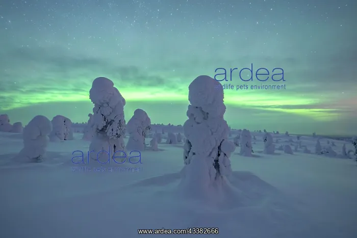 : Northern Lights over Snowed-in Trees, Winter Lan : Northern Lights over Snowed-in Trees, Winter Lan