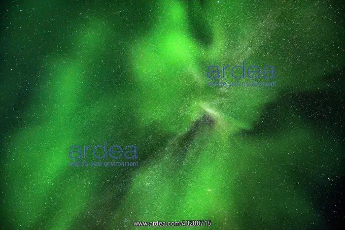 : Northern lights in front of a starry sky, Leknes : Northern lights in front of a starry sky, Leknes