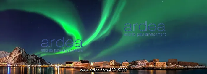 : Northern lights in Svolva Panorama Lofoten Norway : Northern lights in Svolva Panorama Lofoten Norway