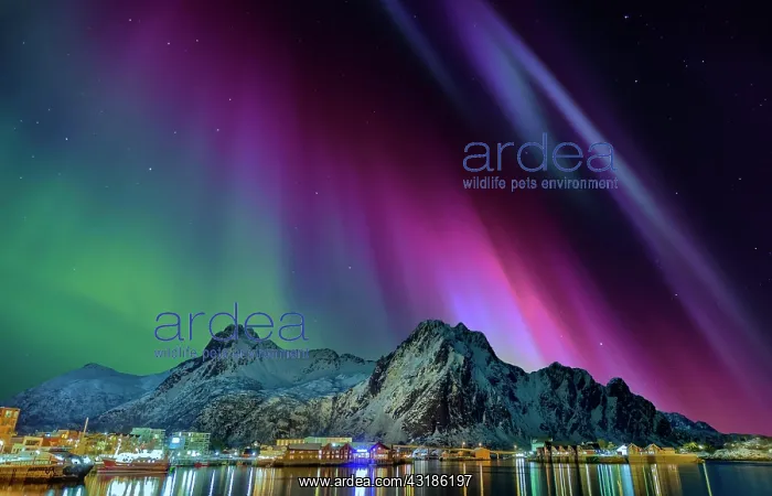 : Northern lights in Svolvaer Lofoten Norway : Northern lights in Svolvaer Lofoten Norway