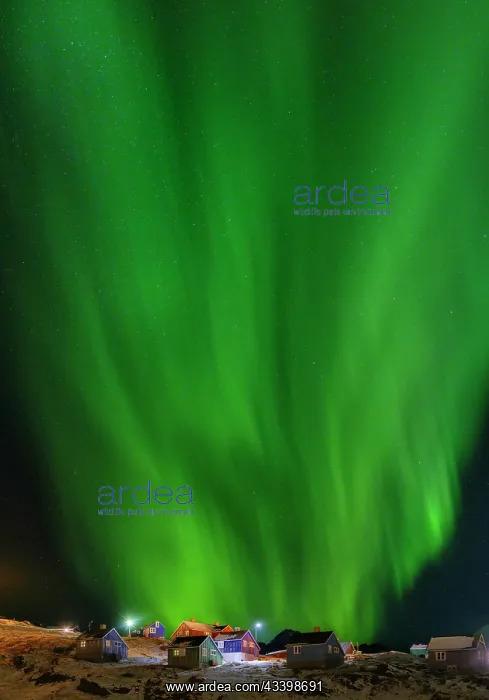 : Northern Lights over the town. Town Tasiilaq (formerly : Northern Lights over the town. Town Tasiilaq (formerly