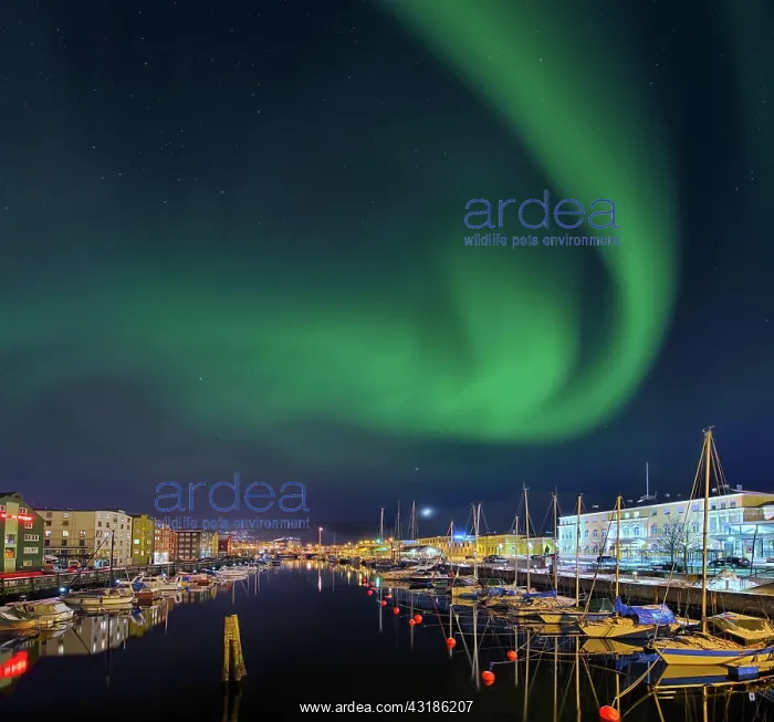 : Northern lights in Trondheim Norway : Northern lights in Trondheim Norway