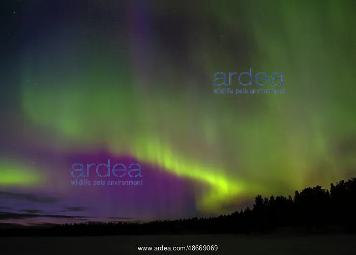 : Northern lights during winter near Kayla in Finnish Lapland : Northern lights during winter near Kayla in Finnish Lapland
