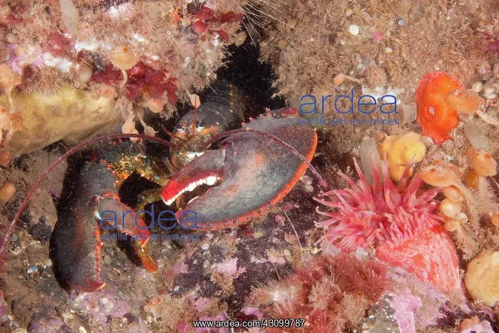 : Northern Lobster : Northern Lobster