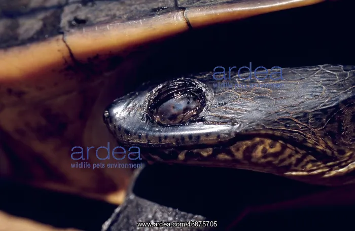 : Northern Long-necked Turtle : Northern Long-necked Turtle