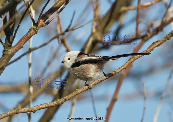  : Northern Long-tailed Tit - (all white head) vagrant