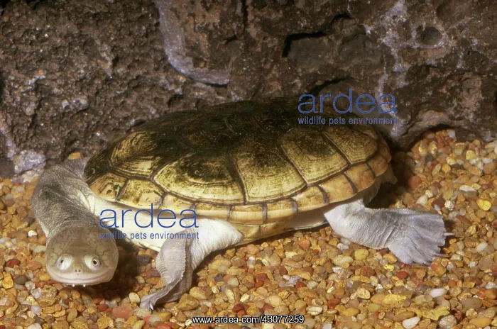 : Northern Longneck Turtle : Northern Longneck Turtle