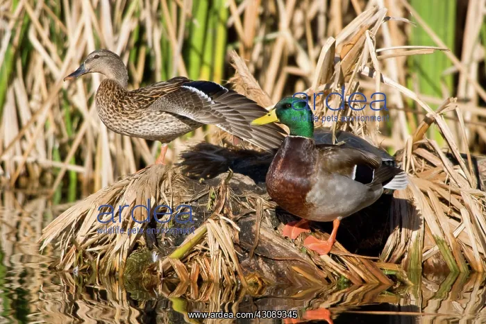 : Northern Mallard (A. platyrhynchos) Drake and Hen : Northern Mallard (A. platyrhynchos) Drake and Hen
