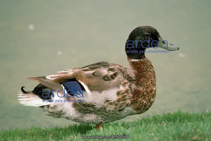 : Northern Mallard - male - entering eclipse plummage : Northern Mallard - male - entering eclipse plummage