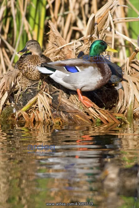 : Northern Mallard Pair : Northern Mallard Pair