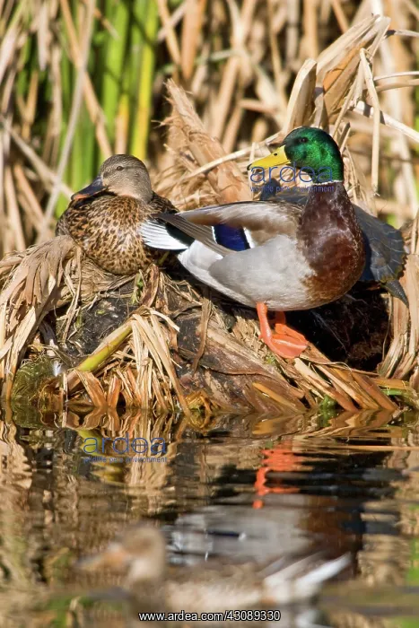 : Northern Mallard Pair : Northern Mallard Pair