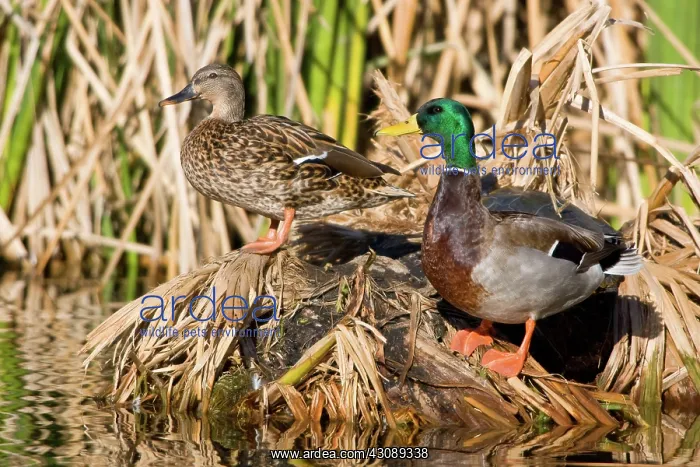 : Northern Mallard Pair : Northern Mallard Pair