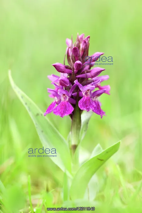 : Northern Marsh Orchid : Northern Marsh Orchid