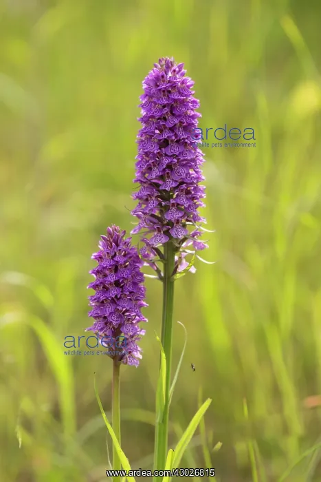 : Northern Marsh Orchid : Northern Marsh Orchid