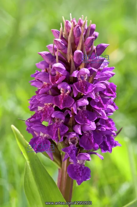 : Northern Marsh-Orchid - close up of flower head : Northern Marsh-Orchid - close up of flower head