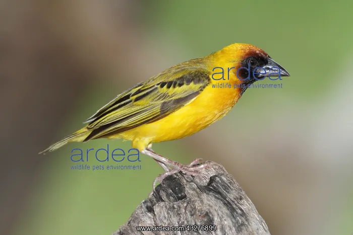 : Northern Masked-Weaver (Ploceus taeniopterus) male : Northern Masked-Weaver (Ploceus taeniopterus) male