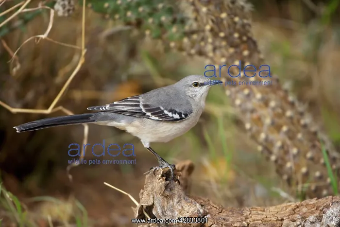 : Northern Mockingbird : Northern Mockingbird