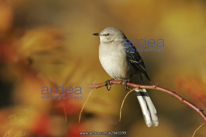 : Northern Mockingbird : Northern Mockingbird