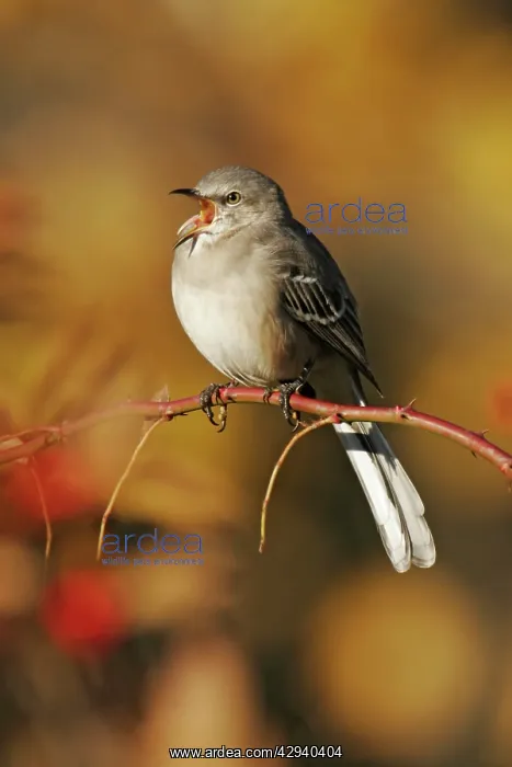 : Northern Mockingbird : Northern Mockingbird