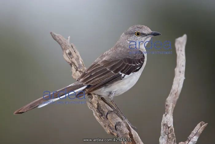 : Northern Mockingbird : Northern Mockingbird