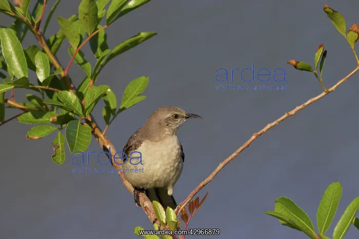 : Northern Mockingbird : Northern Mockingbird