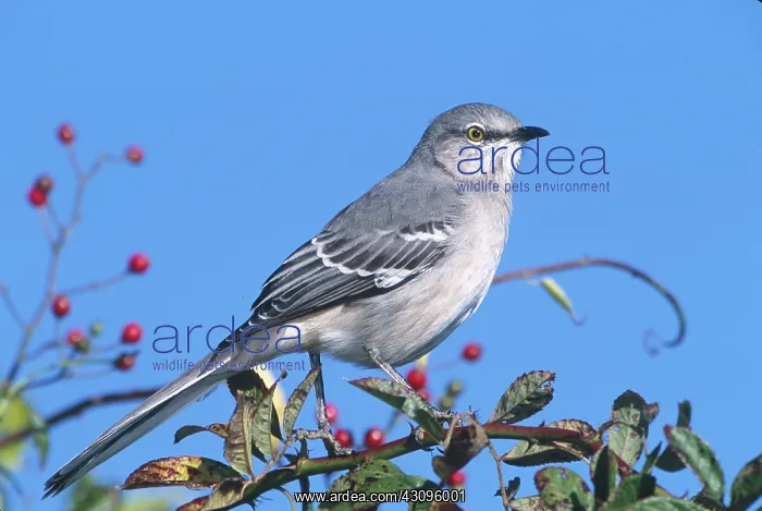  : Northern Mockingbird