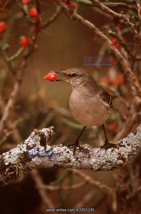 : NORTHERN MOCKINGBIRD - with berry : NORTHERN MOCKINGBIRD - with berry