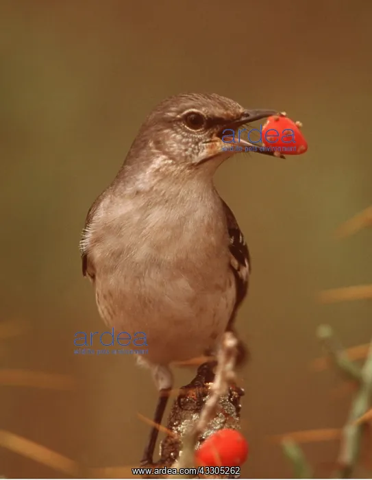 : Northern Mockingbird - with berry in beak : Northern Mockingbird - with berry in beak
