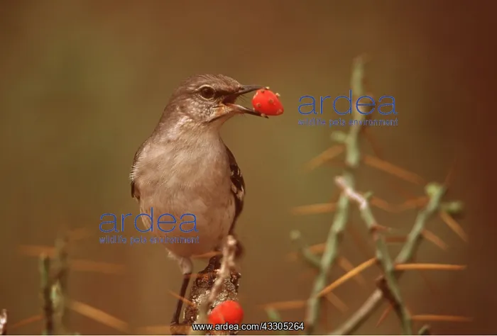 : NORTHERN MOCKINGBIRD - with berry in beak : NORTHERN MOCKINGBIRD - with berry in beak