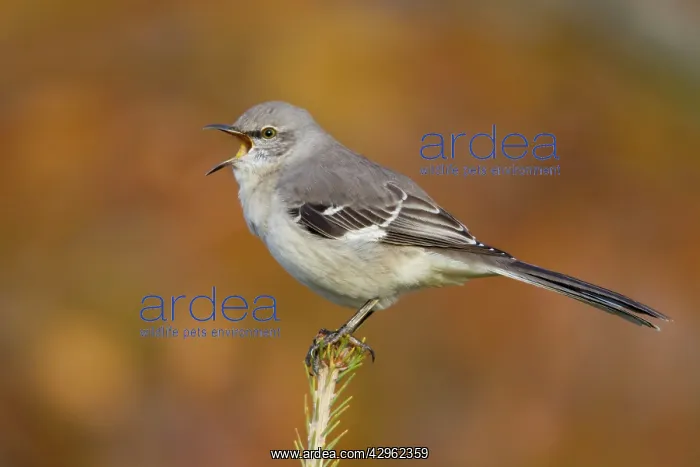 : Northern Mockingbird - calling : Northern Mockingbird - calling