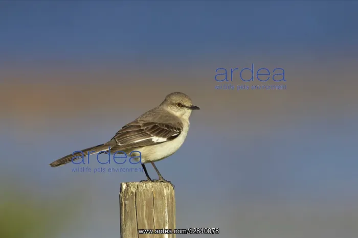 : Northern Mockingbird - on fence post : Northern Mockingbird - on fence post