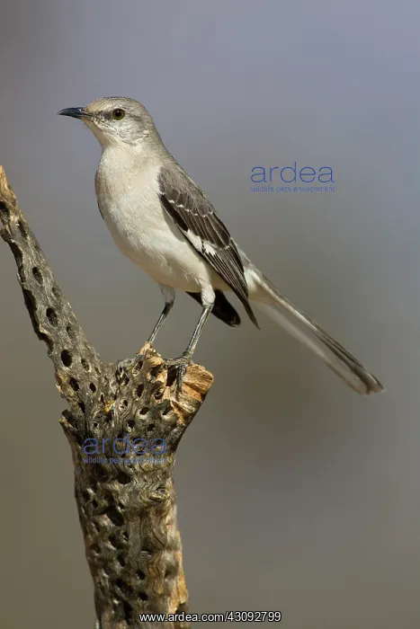 : Northern Mockingbird (Mimus polyglottos) : Northern Mockingbird (Mimus polyglottos)
