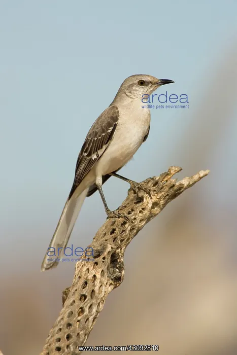 : Northern Mockingbird (Mimus polyglottos) : Northern Mockingbird (Mimus polyglottos)