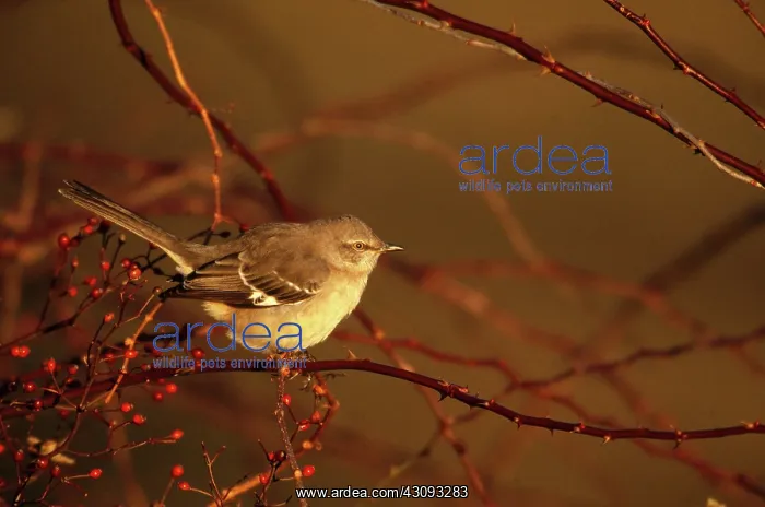 : Northern Mockingbird (Mimus polyglottos) : Northern Mockingbird (Mimus polyglottos)