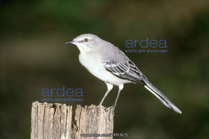 : Northern Mockingbird (Mimus polyglottos) : Northern Mockingbird (Mimus polyglottos)