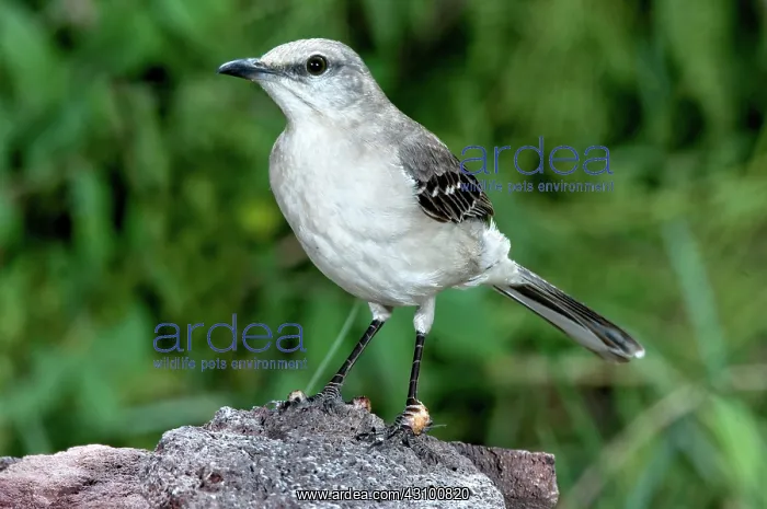  : Northern Mockingbird (Mimus polyglottos)