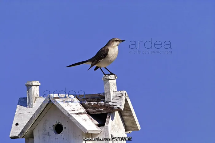 : Northern Mockingbird (Mimus polyglottos) : Northern Mockingbird (Mimus polyglottos)